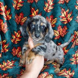 CKC NIÑO - Dapple male Dachshund puppy in Swink, Oklahoma from Palali Farm