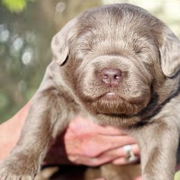 Dilute Retriever and Labrador Retriever Puppies from Hedge Lane Labradors
