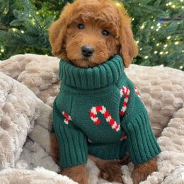 Elle - Red  female Goldendoodle puppy in Anaheim, California from Cuddle Bear Doodles