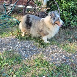 Joy - Shetland Sheepdog