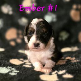Ember 1 - Black tri-color female Aussiedoodle puppy in Redding, California from House Merrills Minis and Doodles