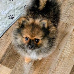 H - Orange sable male Pomeranian puppy in Cocoa, Florida from Pom Coast Pomeranians