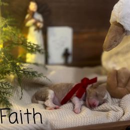 Faith - Cream female Assorted Doodle Crosses puppy in West Monroe, Louisiana from Southern Haven Doodles