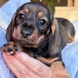 Louise - Wild boar female Dachshund puppy in Michigan And Florida Locations, Michigan from UP North Dachshunds UPNDLLC
