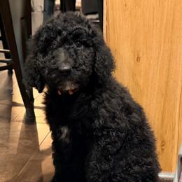 Mr. Orange - Black and white male Aussiedoodle puppy in Taylor, Missouri from Pawsitively Doodles