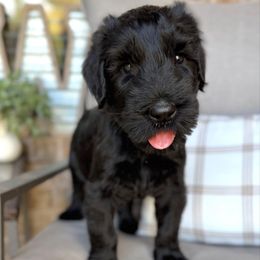 Coal - Black male Giant Schnauzer puppy in Collinsville, Mississippi from Hillside Kennels