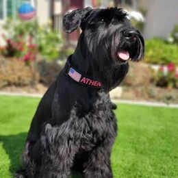 Giant Schnauzers from Giants in the Heights