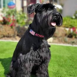 Giant Schnauzers from Giants in the Heights