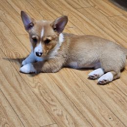 Pembroke Welsh Corgi Puppies from CL&L Corgi's