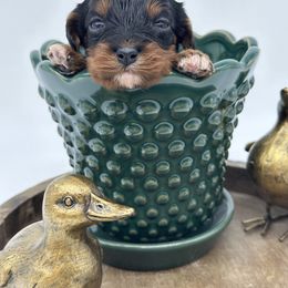 Cavapoo Puppies from Susan Worrell