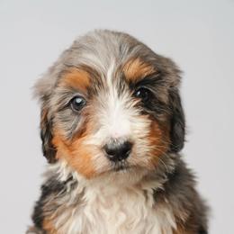 Aspen - Merle female Bernedoodle puppy in Glendale, Arizona from Arizona Bernedoodles