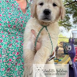 DO - a deer, a female deer (turq) - Light golden female Golden Retriever puppy in Argyle, Texas from Skarlotte Goldens, LLC