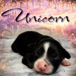 Unicorn - Black tri female Miniature Australian Shepherd puppy in Brenham, Texas from Stone N Rose Kennels