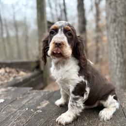 Colt - Liver white and roan male English Springer Spaniel puppy in Comer, Georgia from Stratton Spaniels