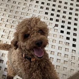 Anakin - Poodle