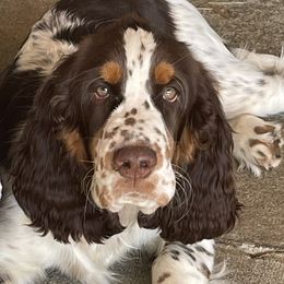 Ariel - English Springer Spaniel