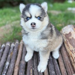 Ryder - Gray and white male Pomsky puppy in Coos Bay, Oregon from Ocean View Pomskies