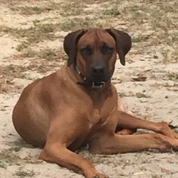 Brandy - Rhodesian Ridgeback