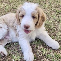 Brown Boy - Cream male Golden Aussiedoodle puppy in Albuquerque, New Mexico from Chicks Runnin’ Wild Family Farm