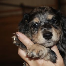 Dachshund Puppies from Boothe’s Dachshunds
