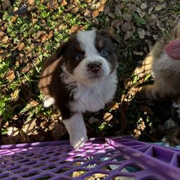 Girl 2 - Red tri-color female Australian Shepherd puppy in Lakeland, Florida from Infinite Aussies