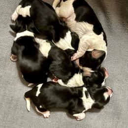 Number 2 - Black white and tan male English Springer Spaniel puppy in Natural Bridge, Virginia from Sara's English Springer Spaniels