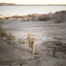 Cavalier King Charles Spaniel and Golden Retriever Puppies from Tsarevich Goldens and Cavaliers