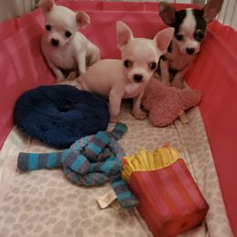 Chihuahua Puppies from Dynasty Farms AKC Chihuahuas