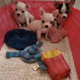 Chihuahua Puppies from Dynasty Farms AKC Chihuahuas