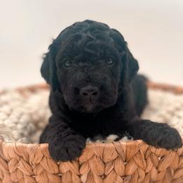 Lindt - Black male Goldendoodle puppy in North Carolina from Tuxedo Mountain Doodles