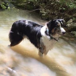 Australian Shepherds from Althoff’s Australian Shepherds