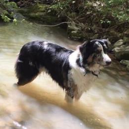 Australian Shepherds from Althoff’s Australian Shepherds