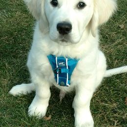 Golden Retriever Puppies from MayHaven English Cream Retrievers