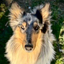 Adina - Collie