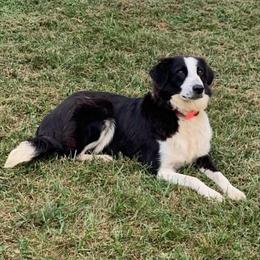 Jazz - Border Collie