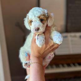 Wave - Parti female Goldendoodle puppy in Benton, Arkansas from Cozy Creek Doodles
