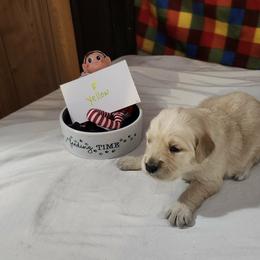 Girl 3 - Golden female Golden Retriever puppy in Grant, Michigan from Precious Kennel Retrievers