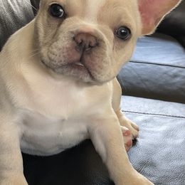 French Bulldog Puppies from Roughneck Frenchies