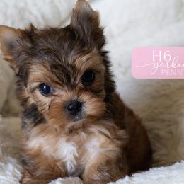 Tilly - Sable female Yorkshire Terrier puppy in Austin, Texas from H6 Yorkies