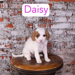 Daisy - Red female Cavapoo puppy in Calhoun, Georgia from Happy Top Doodles