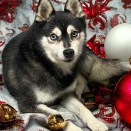 Kodi - Alaskan Klee Kai