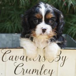 Domino - Tri-color male Cavalier King Charles Spaniel puppy in Lula, Georgia from Cavaliers by Crumley