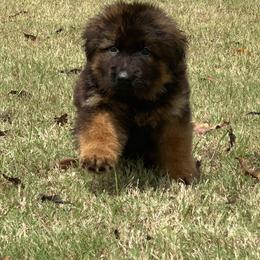 German Shepherd Puppies from Maximum Security GSD