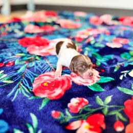 Tucker - Piebald male Dachshund puppy in Salters, South Carolina from Long-Pine Dachshund