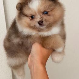 Dash - Chocolate merle male Pomeranian puppy in Muskogee, Oklahoma from Wonderlust Pomeranians