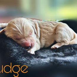 Pudge - Golden female Golden Retriever puppy in Florida from Golden Meadow