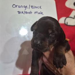Orange and Black Collar - Black and rust male Doberman Pinscher puppy in Ault, Colorado from Stand Alone European Dobermans