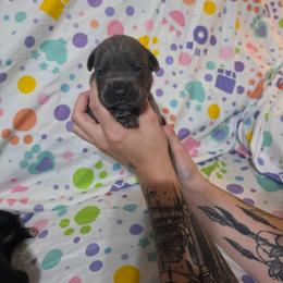 Female 7 - Gray female Cane Corso puppy in Mason City, Illinois from Red Wood Cane Corso