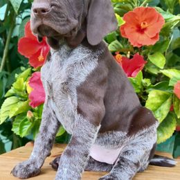 Cocoa Rose - Liver roan female German Shorthaired Pointer puppy in Elberta, Alabama from Old Orchard Farm