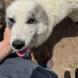 Bluey - Badger female Colorado Mountain Dog puppy in Colorado Springs, Colorado from Sharp Guardians and Goldens